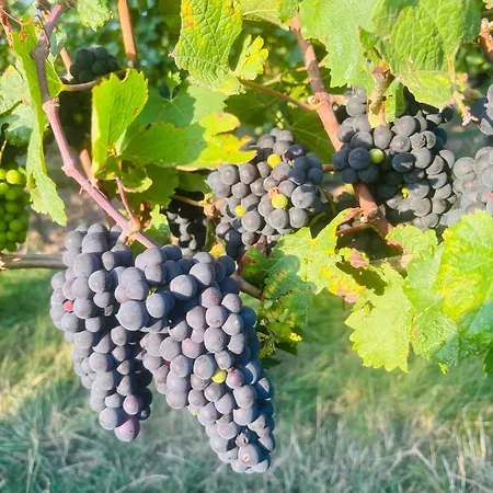 Da Toni Chiara Apartamento