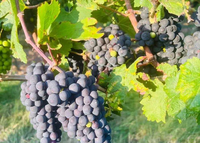 Da Toni Chiara Appartement