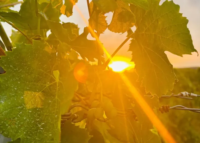 Da Toni Chiara Appartement Rüdesheim am Rhein